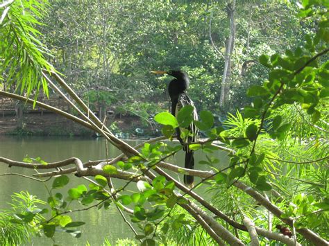 Pointe-A-Pierre Wild Fowl Trust: Destination Trinidad and Tobago ...