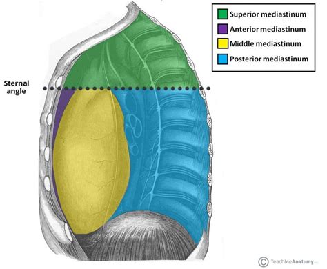 The Superior Mediastinum - Borders - Contents - TeachMeAnatomy