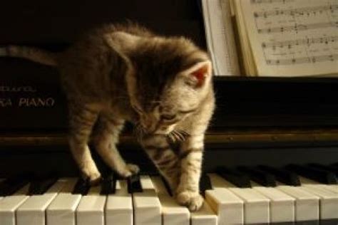 Cat Playing Piano