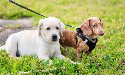 Breed Profile: Dachsador (Dachshund / Labrador Retriever Mix)