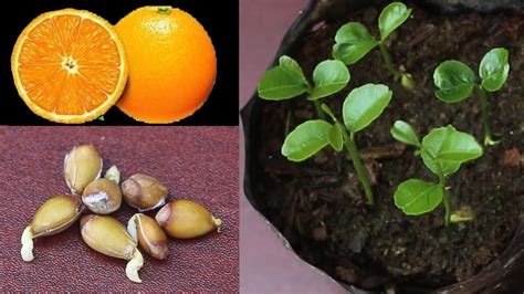 Grow Orange Seed Easy Way - YouTube