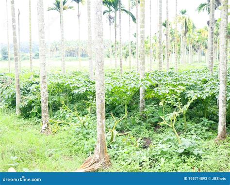 Elephant Foot Yam Cultivation in the Areca Nut Plantation Stock Image - Image of nature, food ...