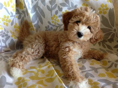 Labradoodle Puppies For Sale | Scottsdale, AZ #264759