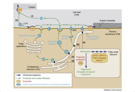 Building lipid barriers: biosynthesis of cutin and suberin: Trends in Plant Science