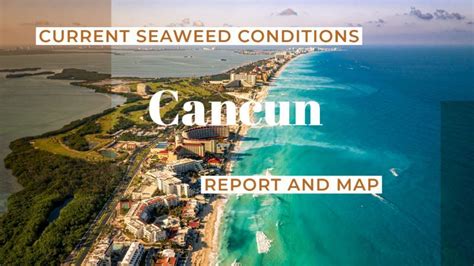Cancun Seaweed Map 2024 | Map England Counties and Towns