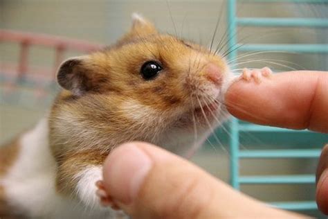 look at those cheeks! | Funny hamsters, Cute hamsters, Hamster