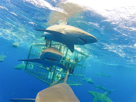 5 Reasons Why Our Customers Love North Shore Shark Adventures - Hawaii Travel Guide