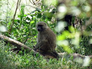 Baboons at Serengeti Serena Safari Lodge - Serengeti Natio… | Flickr