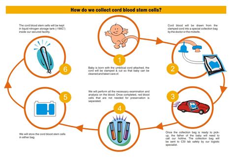 Cord Blood Stem Cell Preservation