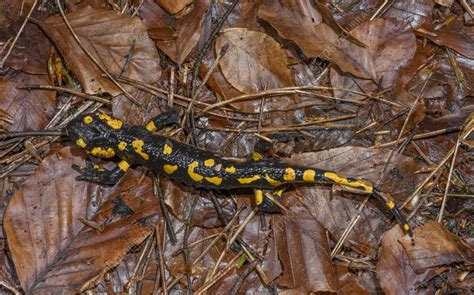 Fire salamander - Stock Image - C057/4452 - Science Photo Library