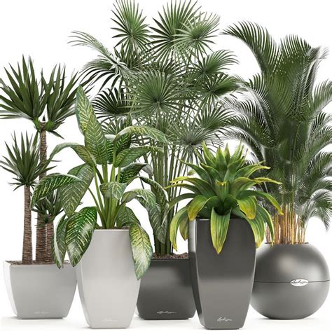 plantas decorativas de interior | Plant decor indoor, Ornamental plants ...