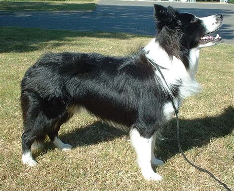 Collie - Wikipedia