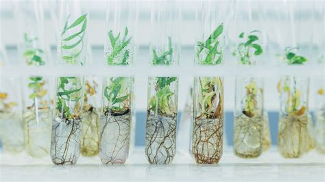 Plant Cloning Process