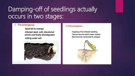 Damping-off |Symptoms, Causes, Control and Management