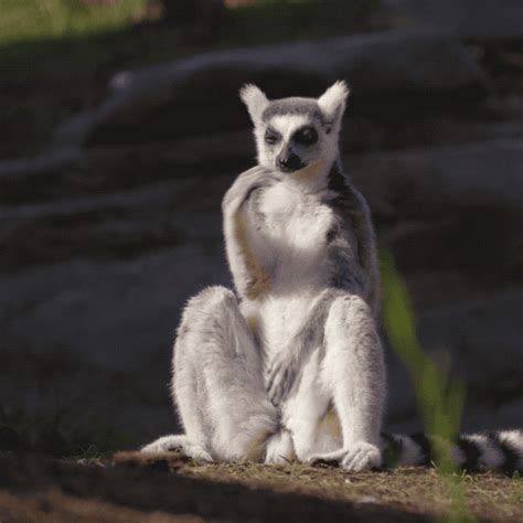 New GIF on Giphy | San diego zoo, Safari park, Animal groups