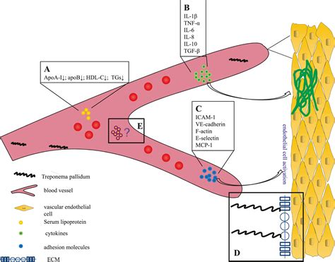 Possible effects of Treponema pallidum infection on human vascular endothelial cells - Xie ...