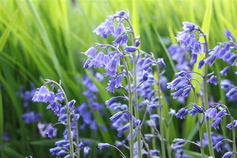 10 Different Types of Bellflower Varieties - Garden Lovers Club