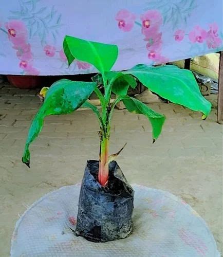 Green Full Sun Exposure Banana Fruit Plant, For Fruits, 15 Feet at Rs ...