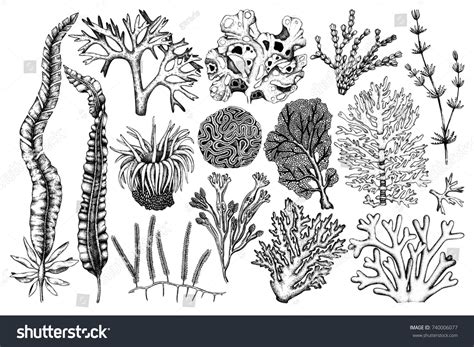 10,415 Marine plants hand draw Images, Stock Photos & Vectors ...