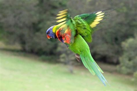 "Rainbow Lorikeet in Flight" by TonySlattery | Redbubble