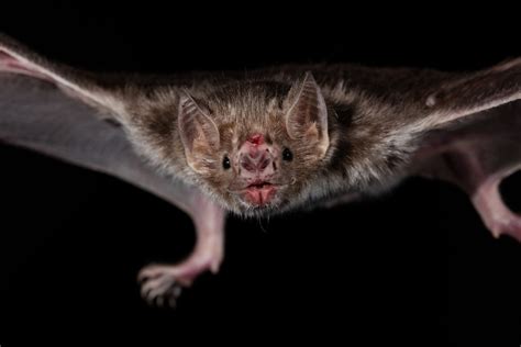 Vampire bats need bacteria to digest blood - Cosmos Magazine