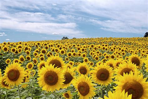 Field of Sunflowers