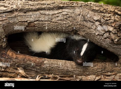 Striped skunk (Mephitis mephitis) omnivorous mammal of the skunk family Mephitidae, juvenile ...