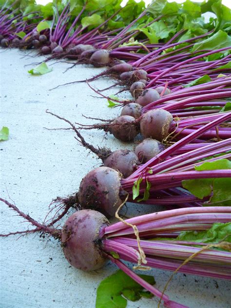 How to Grow Beets in a Container - Dengarden