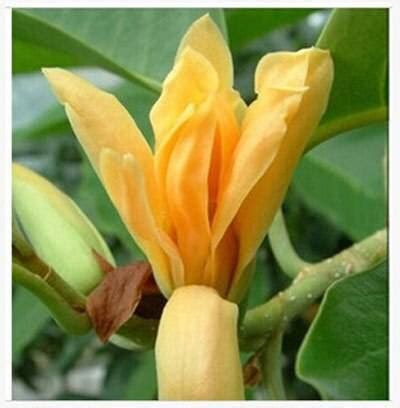 20pcs Magnolia Seeds - BuyingSeed.com