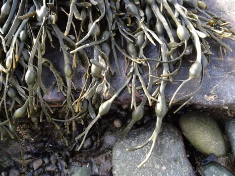 Ascophyllum nodosum | Temperate Reefs - The overlooked reef forming species