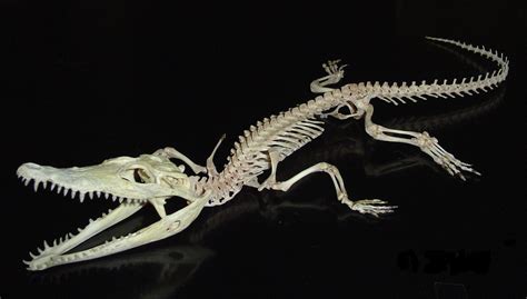 Human babies vs. other babies • /r/funny | Animal skeletons, Animal bones, Skeleton