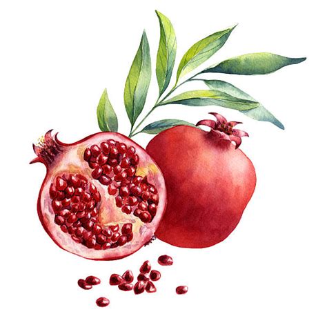 Royalty Free Pomegranate Clip Art, Vector Images & Illustrations - iStock