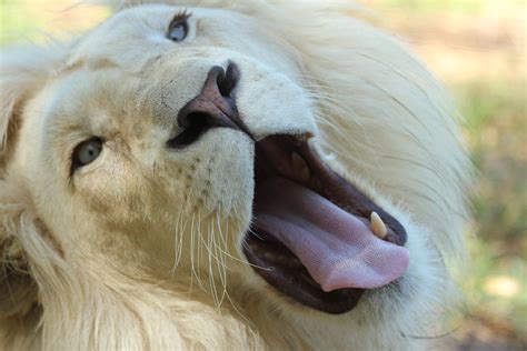 Free stock photo of crazy, lion, nature