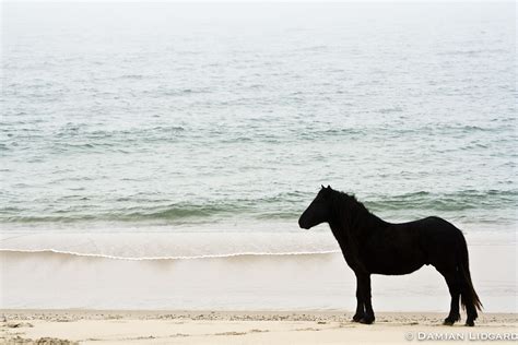 Nature photography from Sable Island | Sable Island wild horses | Lidgard Photography — Lidgard ...