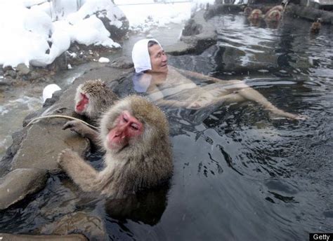 Snow Monkeys Chill In Hot Springs (PHOTOS) | Snow monkey, Landscape ...