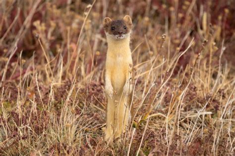 Weasel Family Stock Photos, Pictures & Royalty-Free Images - iStock