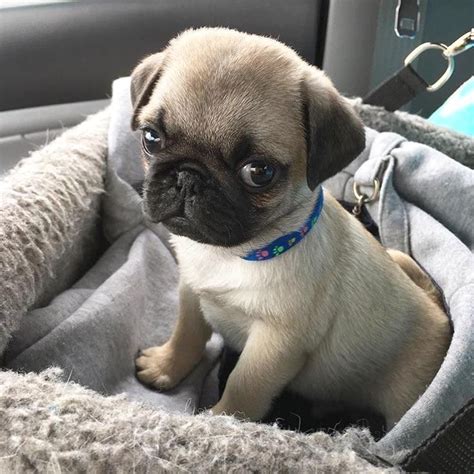 The Cutest Puppy Of The Day - 24 pics #cutepugpuppies #cute #puppy #dog ...