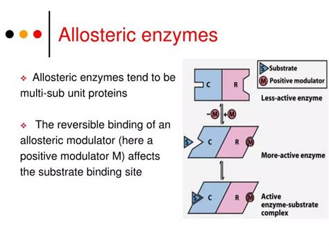 PPT - Allosteric enzymes PowerPoint Presentation, free download - ID:3759029