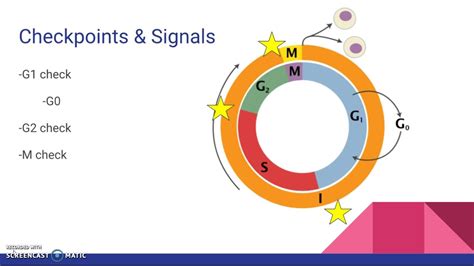 The Cell Cycle, Checkpoints, & Cancer - YouTube