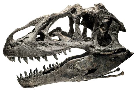 Allosaurus—A Creationist’s Best Friend | Prehistoric animals, Dinosaur fossils, Prehistoric ...