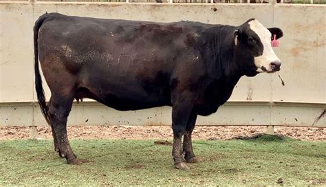 1 Crossbred Cows - Black Baldy For Sale in Bryan, Texas | LivestockMarket.com