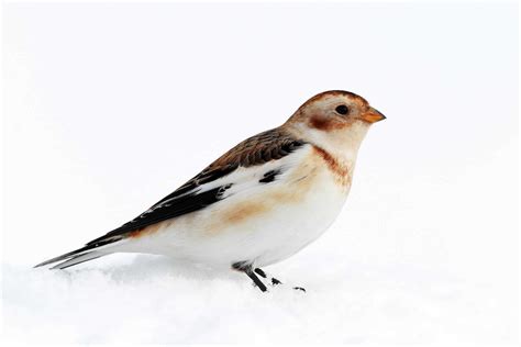 Snow Bunting Pictures - AZ Animals