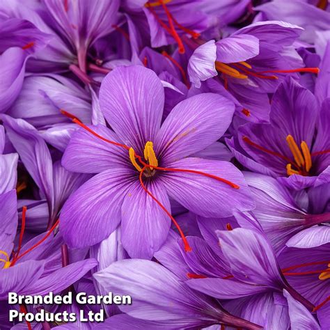 Saffron Crocus Bulbs - Flowering Bulbs | Dobies