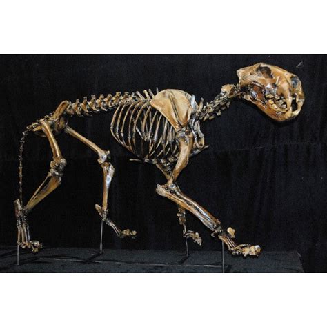 American Lion Mounted Skeleton Replica | DINOSAURS ROCK SUPERSTORE | Fossil & Mineral Specimens