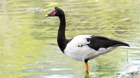 Hunting NT: Bag limits slashed for 2021/22 waterfowl hunting season, as key dates, conditions ...