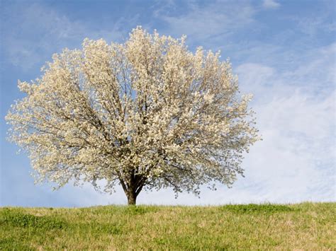 Caring For A Non-Flowering Bradford Pear: Learn Why Bradford Pear Does Not Bloom