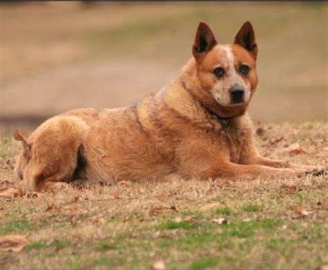 How to Stop a Cattle Dog Puppy (Heeler) From Biting - PetHelpful