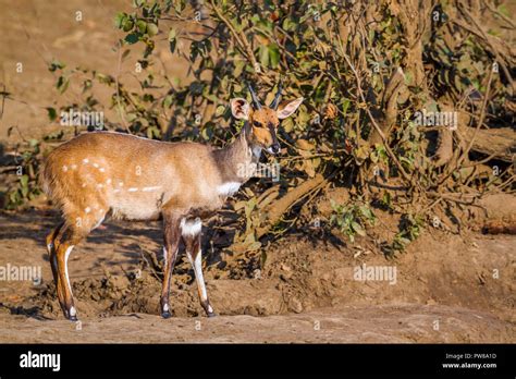 Cape bushbuck in Kruger National park, South Africa ; Specie Tragelaphus sylvaticus family of ...