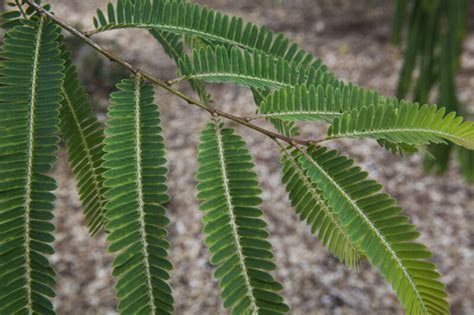 Simple, Pinnate Amla Leaves | ClipPix ETC: Educational Photos for ...