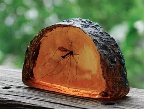 Mosquito in Amber Slice life size Replica | Etsy | Life size, Mosquito, Jurassic park